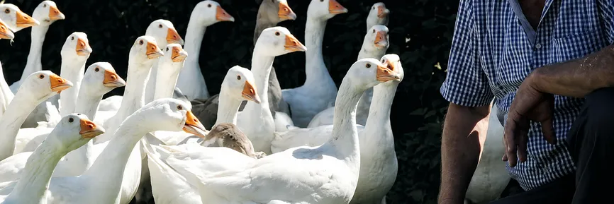 Gänse und Halter auf dem Bauerngut
