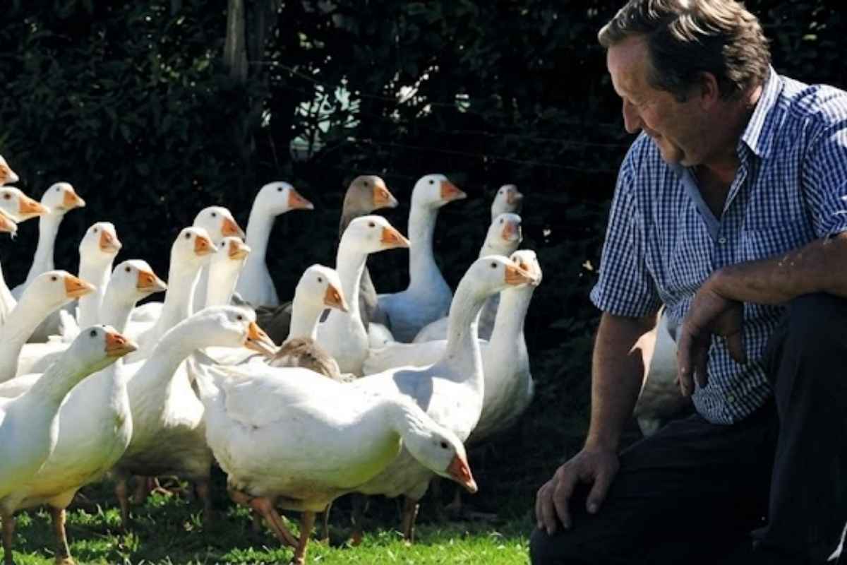 Bergische Gänsedaune