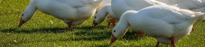 Gänse auf einer grünen Wiese